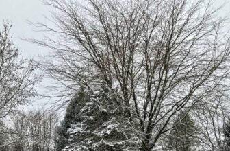 The Little Issues Publication #451 – Life, laughter, and many nice meals!