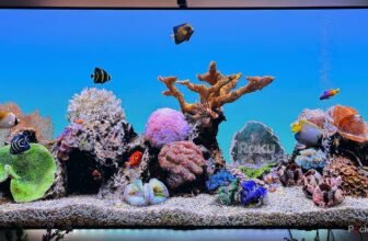 You do not want a brand new Roku; you must clear the cache