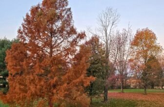 The Little Issues Publication #495 – Life, laughter, and plenty of nice meals!